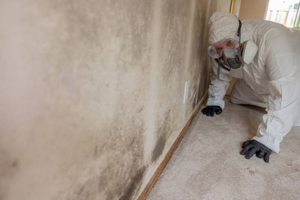 Best Attic Mold Removal  in Greenville, IN